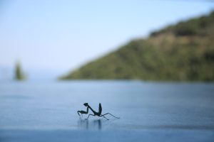 IMG_7460-scaled